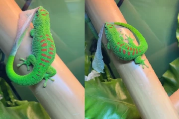 தன் தோலை தானே உரித்து சாப்பிடும் பச்சோந்தி! வைரலாகும் காணொளி