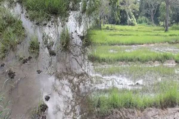 8000 ஏக்கருக்கு மேற்பட்ட ர் வயல் நிலங்கள் சேதம்! விவசாயிகள் கூட்டாக விடுத்துள்ள கோரிக்கை | More Than 8000 Acres Of Fields Were Damaged 8000 ஏக்கருக்கு மேற்பட்ட ர் வயல் நிலங்கள் சேதம்! விவசாயிகள் கூட்டாக விடுத்துள்ள கோரிக்கை | More Than 8000 Acres Of Fields Were Damaged