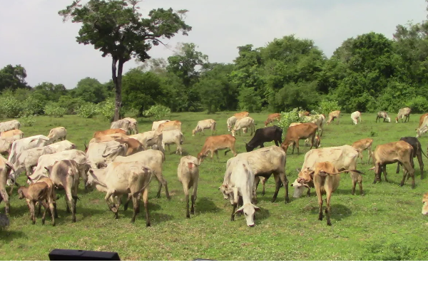 மைத்திரியின் திட்டமிட்ட சதி - வாழ்வுக்காக போராடும் தமிழர்கள் | Maithris Conspiracy Tamils Fighting For Life