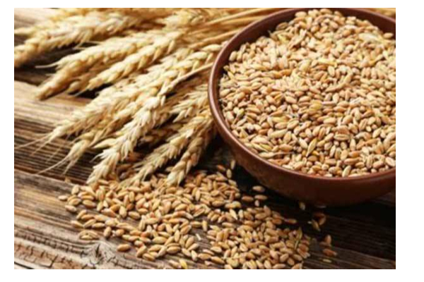 இந்தியாவிலிருந்து இறக்குமதியாகும் கோதுமையை மறுஏற்றுமதி செய்ய ஐக்கிய அரபு அமீரகம் தடை | Uae Suspense Of Indian Wheat Export In Tamil