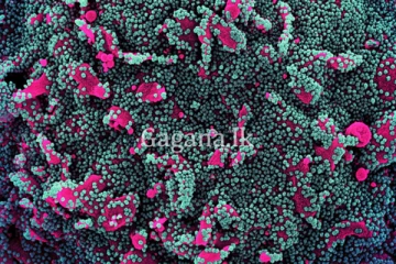 ලොව පුරා කොවිඩ් නව ප්‍රභේදයක් ව්‍යාප්ත වෙයි.