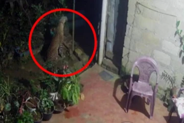 රෑට රෑට ගම් වැදී, හොරකමේ යන කඳුකර කොටි ..(PHOTOS)