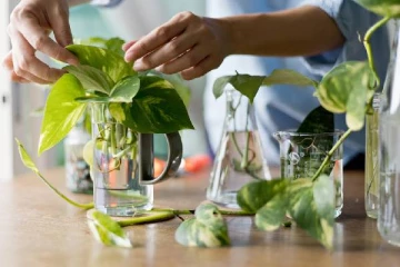 vastu: மணி ப்ளாண்ட் வச்சிருக்கீங்களா? நிதி ரகசியங்களை தெரிஞ்சுக்கோங்க