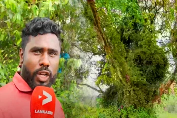 மக்களின் தேவைகளை பூர்த்தி செய்யும் அதிசய மரம்