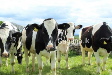 සරම්ප වැළඳුණු එළදෙනුන් මසට විකිනීමෙන් දෛනික කිරි නිෂ්පාදනය පහලට..