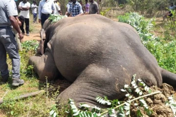 மின்சாரம் தாக்கி காட்டு யானை உயிரிழப்பு: மின்சாரத்தை இணைத்த பெண் கைது!