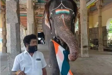 சுதந்திர தின விழாவை கொண்டாடிய கோவில் யானை