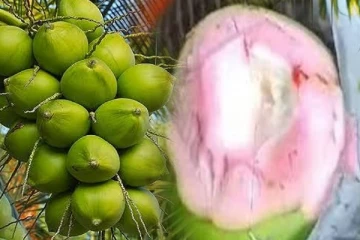 இலங்கையில் இனிப்பு சுவையுடன் கூடிய புதிய தேங்காய் இனம் கண்டு பிடிப்பு