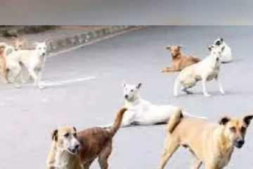 இந்தியாவில் தங்குமிடமின்றி அலையும் 08 கோடிக்கு மேற்பட்ட நாய்கள் மற்றும் பூனைகள் -வெளிவந்தது புள்ளிவிபரம்