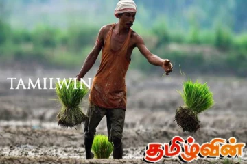 அறுவடை தொடர்பில் எடுக்கப்பட்ட தீர்மானங்கள்: விவசாயிகள் கவலை தெரிவிப்பு