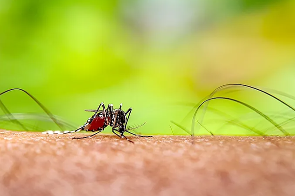 இலங்கையில் மீண்டும் தலைதூக்கும் மலேரியா | Malaria Is On The Rise Again In Sri Lanka