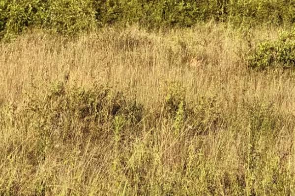 கழுகு போன்ற கண்கள் இருக்கா? இந்த படத்தில் இருக்கும் சிங்கம் எங்கே? | Optical Illution Can Spot The Hidden Lion