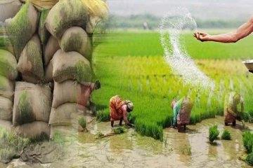 நெல்லுக்கான விலையின்மையால் நஷ்டத்தில் கிண்ணியா விவசாயிகள்