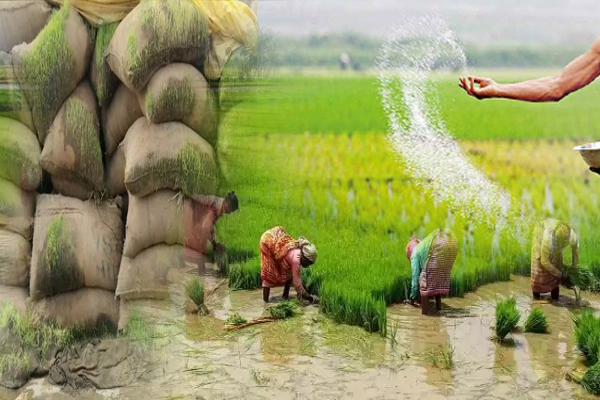 நெல்லுக்கான விலையின்மையால் நஷ்டத்தில் கிண்ணியா விவசாயிகள் - ஐபிசி தமிழ்