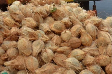 தேங்காய் திருடியதாக குற்றம் சுமத்தப்பட்ட சந்தேகநபர்! ஒரு லட்சம் ரூபா பிணையில் விடுதலை