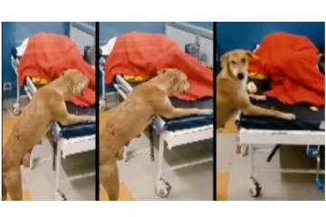 நோயாளிகள் வார்டில் புகுந்த தெருநாய்... - பிஸ்கட் சாப்பிட்ட அதிர்ச்சி வீடியோ...!