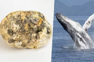 தங்கத்தை விட அதிக விலை கொண்ட திமிங்கில வாந்தியை விற்க முற்பட்டவர் கைது