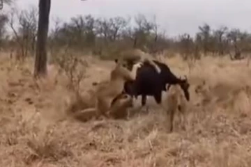 சிங்க கூட்டத்தையே அலண்டு ஓட ஓட துரத்திய எருமை மாடு.... மிரள வைத்த காட்சி