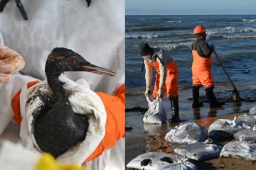 கருங்கடல் கரையில் எண்ணெய் கசிவால் ஏற்பட்ட பேரழிவு., ரஷ்யாவின் துரித நடவடிக்கைகள்