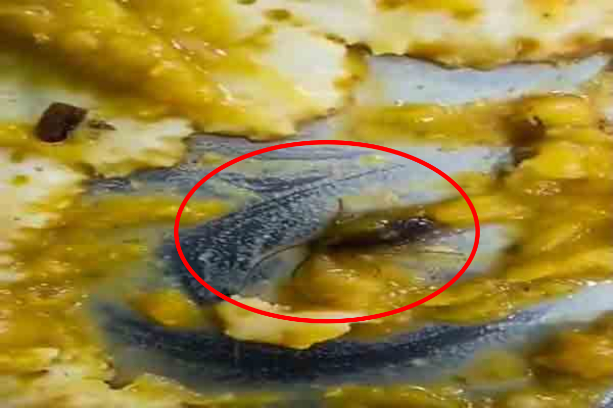 கரப்பான் பூச்சி தோசை; சைவ உணவகத்திற்குச் சென்ற நபருக்கு அதிர்ச்சி | Cockroach In Dosa Vegetarian Restaurant Hatton கரப்பான் பூச்சி தோசை; சைவ உணவகத்திற்குச் சென்ற நபருக்கு அதிர்ச்சி | Cockroach In Dosa Vegetarian Restaurant Hatton