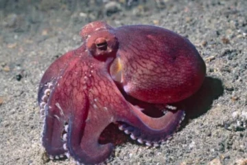 மனிதர்களின் இறப்பிற்கு பிறகு உலகத்தை ஆளப்போகும் விலங்கு எது? விஞ்ஞானிகள் அதிர்ச்சி தகவல்