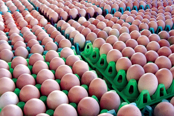 முட்டை இறக்குமதிக்கு தற்காலிக அனுமதி | Temporary Permit Import Of Eggs Department