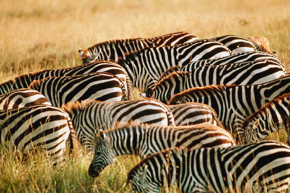 வரிக்குதிரைகளுக்கு கருப்பு - வெள்ளை கோடுகள் ஏன்? வியக்க வைக்கும் காரணம்! | What Is The True Color Of A Zebra Why Black White வரிக்குதிரைகளுக்கு கருப்பு - வெள்ளை கோடுகள் ஏன்? வியக்க வைக்கும் காரணம்! | What Is The True Color Of A Zebra Why Black White