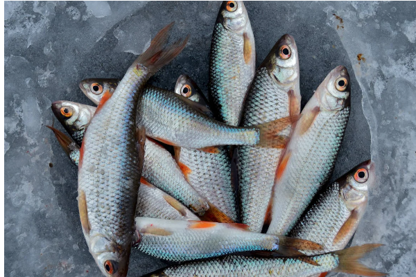 சர்க்கரை நோயா? வாரத்தில் 2 நாள் இந்த மீன் சாப்பிடுங்க... நீரிழிவு தலைத்தெறிக்க ஓடிடும்! | Diabetic Super Foods Fish