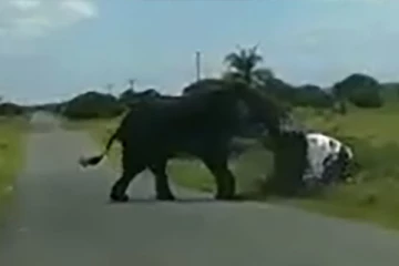 காரை காதலியாக எண்ணி பந்தாடிய யானை... பிள்ளைகளுடன் காருக்குள் சிக்கிய குடும்பத்தின் நிலை?