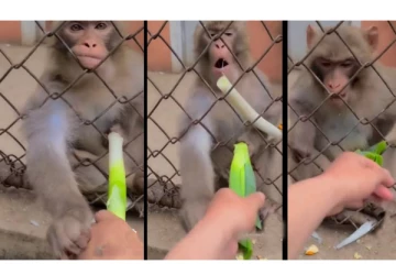 சொன்னா கேட்க மாட்டியா... பெண்ணின் கையை நறுக்கென கிள்ளிய குரங்கு... வைரல் வீடியோ...!