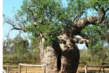 700 ஆண்டுகள் பழமையான ”பேய் மரம்” - வியப்பூட்டும் தகவல்