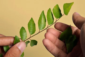 அதிகாலையில் இந்த இலையை மறக்காமல் சாப்பிட்டு வாருங்கள்!  பல நோய்கள் காணமால் போய்விடுமாம்