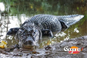 ගුවන් යානයක් කිඹුලන් පිරි වගුරකට වැටෙයි (PHOTO)