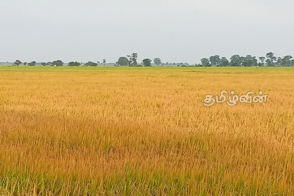 அம்பாறையில் விவசாயிகளால் போக்குவரத்து சீர்கேடு- பொதுமக்கள் விசனம் | Farmers Disrupt Traffic In Ampara