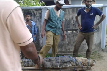 மட்டக்களப்பில் கிராமத்திற்குள் புகுந்த இராட்சத முதலை: பீதியில் மக்கள்(Photos)