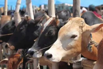 'மாட்டு இறைச்சியை அதிகமாகச் சாப்பிடுங்கள்' பாஜக அமைச்சர் பரபரப்பு பேச்சு