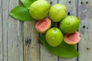 தினமும் ஒரு கொய்யா சாப்பிடுவதால் கிடைக்கும் பயன்கள் என்ன தெரியுமா?