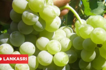 மூளைக்கு செல்லும் ரத்த ஓட்டத்தை அதிகரிக்க இந்த பழத்தை அதிகமாக சாப்பிடுங்க!