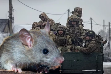 எலிக்காய்ச்சலின் பிடியில் சிக்கியுள்ள ரஷ்ய ராணுவம்., தலைவலி, வாந்தியால் பாதிக்கப்பட்டுள்ள வீரர்கள்