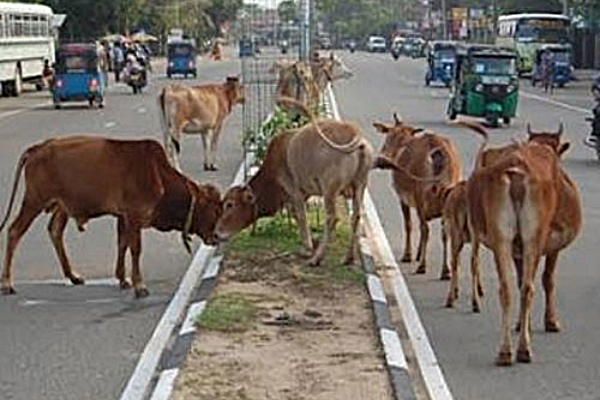 வீடுகளில் பயிர்ச் செய்கையை ஊக்குவிக்க உடனடி நடவடிக்கை - வேலணை பிரதேச சபையில் ஏகமனதாக தீர்மானம்(Photo) | Immediate Action To Promote Home Gardening