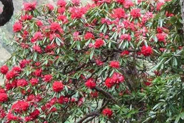 கொரோனா வைரஸை எதிர்க்கும் திறன் கொண்ட மூலிகை செடி! | Himachal Herb Plant Resists Corona Virus Flower