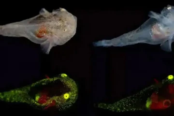 ஆராய்ச்சியாளர்களால் கண்டுபிடிக்கப்பட்ட புதிய வகை மீன்