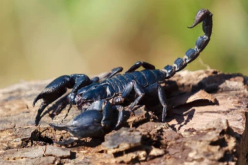 படையெடுக்கும் தேள்கள்;   500 க்கும் மேற்பட்டோர் காயம்!