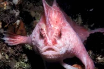 22 வருடங்களுக்கு பின் கண்டுபிடிக்கப்பட்ட அரிய வகை மீன்!