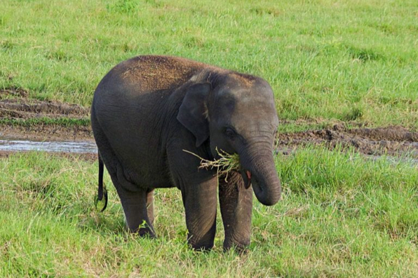 யானை வைத்திருந்த அலி ரொஷானுக்கு 15 வருட கடூழிய சிறை | Ali Roshan 15 Years In Prison Owning An Elephant