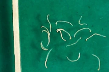 கொழும்பில் நடந்த அதிர்ச்சி சம்பவம் - 10 மாத குழந்தைக்கு இப்படியொரு நிலையா?