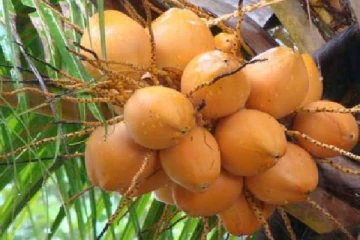 செவ்விளநீருக்கு ஏற்படவுள்ள தட்டுப்பாடு