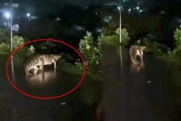 சாலையை கடந்த பெரிய முதலை: வனத்துறை அதிகாரிகளின் விளக்கம்