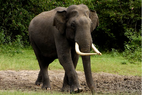 தொடருந்தில் மோதி காட்டு யானை உயிரிழப்பு | Wild Elephant Dies After Being Hit By Train