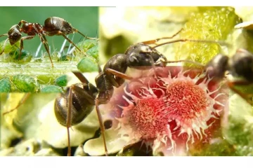 புற்றுநோயை கண்டறியும் எறும்புகள்: ஆய்வில் வெளியான தகவல்